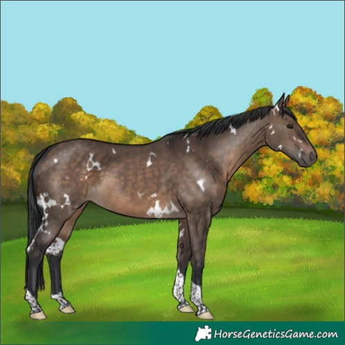 Horse Color:White Spotted Brown Dun Tobiano 