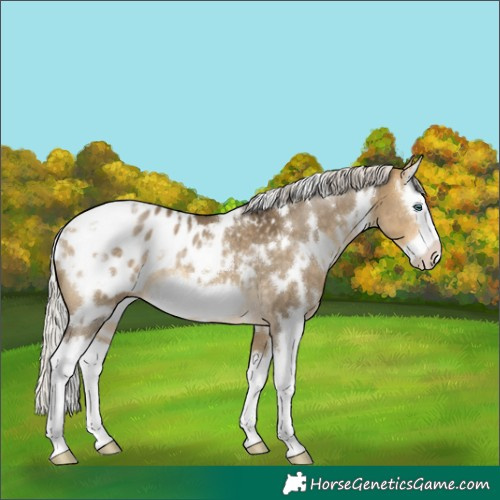 Horse Color:White Spotted Silver Buckskin Dun Splash Frame Blanket Rabicano