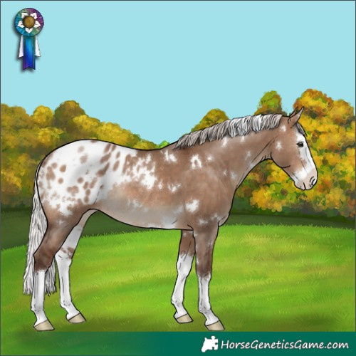 Horse Color:White Spotted Silver Brown Dun Splash Blanket Rabicano