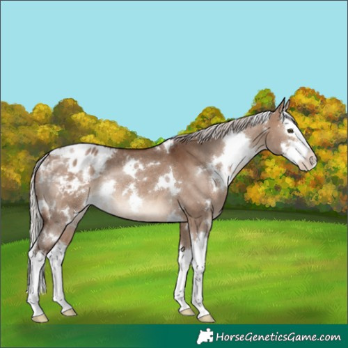 Horse Color:White Spotted Silver Brown Dun Splash Varnish Rabicano