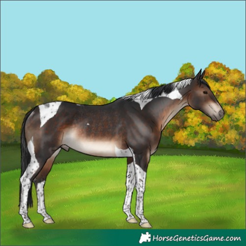 Horse Color:Brown Tobiano Rabicano 