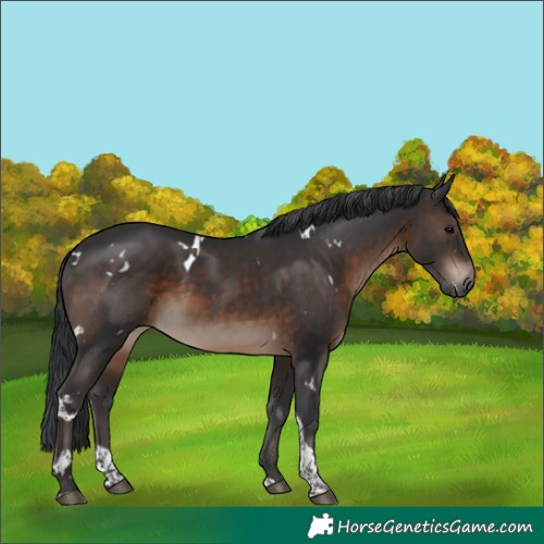 Horse Color:White Spotted Brown Tobiano 