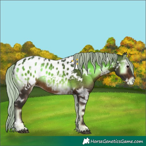Horse Color:White Spotted Silver Brown Ice Onyx Blanket Rabicano