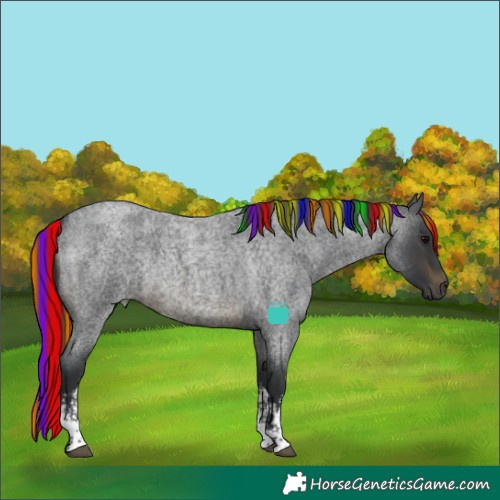Horse Color:Painted White Spotted Brown Roan Rabicano