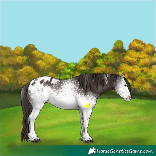 Horse Color:Powder White White Spotted Liver Chestnut Blanket Rabicano 