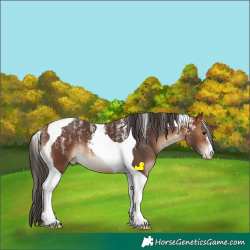 Horse Color:Powder White Bay Tobiano Varnish
