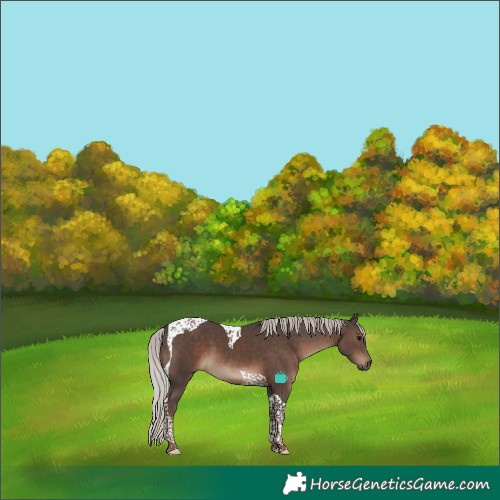 Horse Color:Silver Black Tobiano