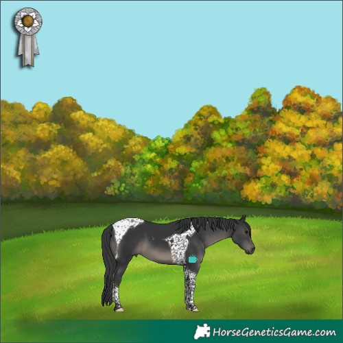 Horse Color:Black Tobiano 