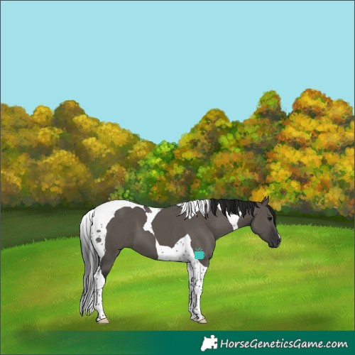 Horse Color:Gray Grullo Tobiano