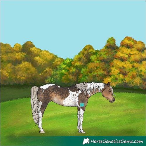 Horse Color:Silver Smoky Black Tobiano 