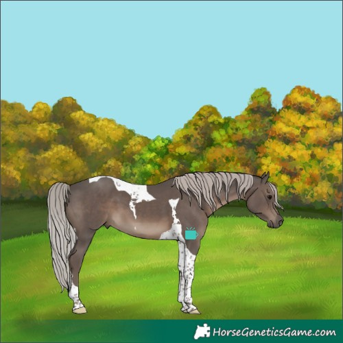Horse Color:Silver Black Tobiano 