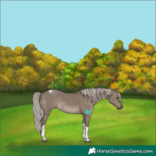 Horse Color:Silver Grullo Tobiano 