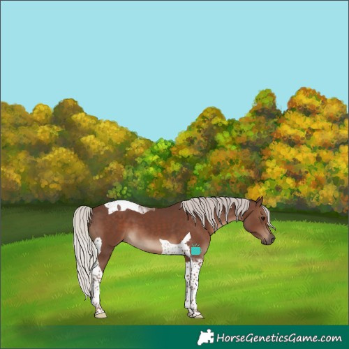 Horse Color:Silver Black Tobiano