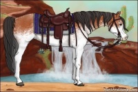 Horse Color:White Spotted Bay 