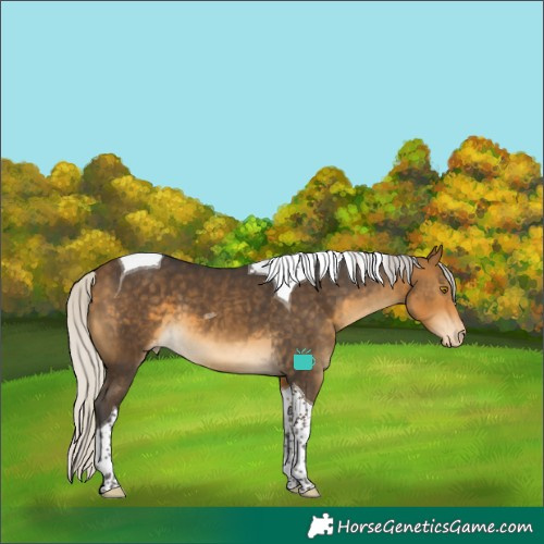 Horse Color:Silver Buckskin Tobiano Varnish 