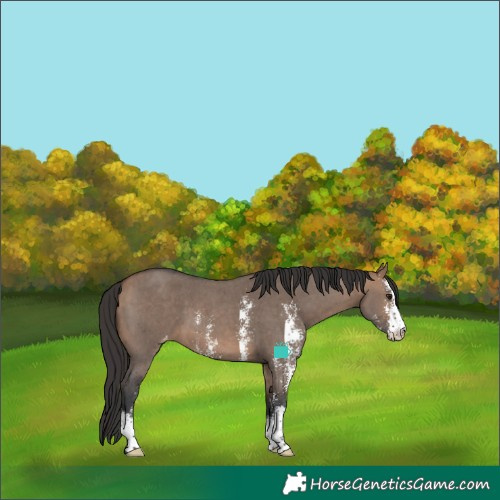 Horse Color:Bay Dun Sabino Varnish