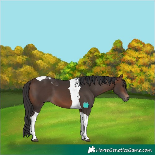 Horse Color:Brown Tobiano