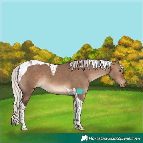 Horse Color:Silver Brown Dun Tobiano Varnish