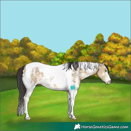 Horse Color:Buckskin Dun Sabino Tobiano Varnish