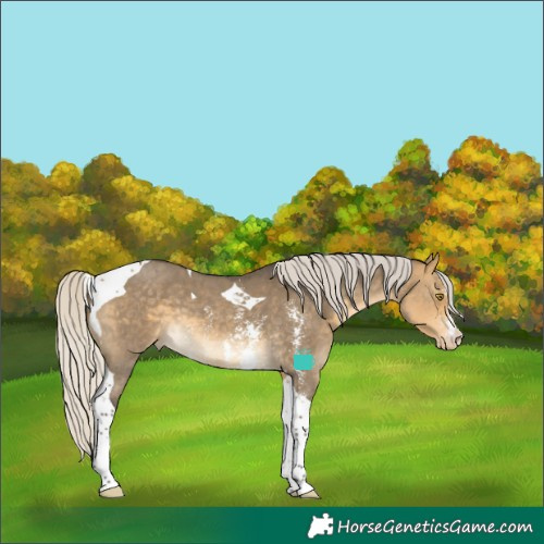 Horse Color:Silver Buckskin Dun Sabino Tobiano Varnish 