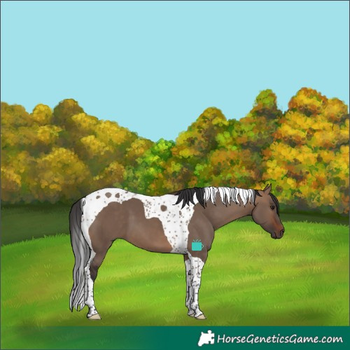 Horse Color:Brown Dun Tobiano