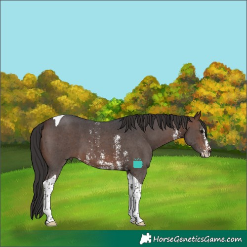 Horse Color:Brown Sabino Tobiano