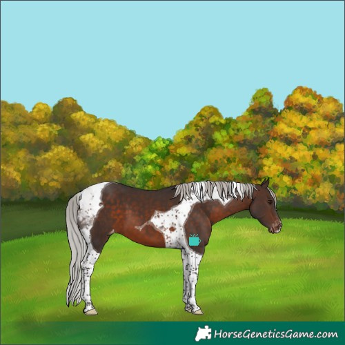 Horse Color:Silver Brown Tobiano Varnish 
