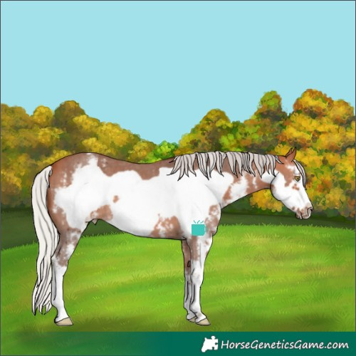 Horse Color:Silver Bay Sabino Frame 