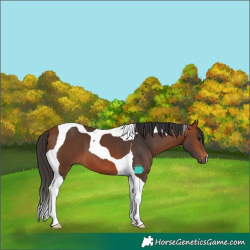 Horse Color:Bay Tobiano