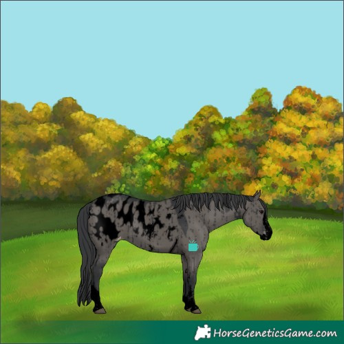 Horse Color:Void Grullo Sabino Splash Tobiano Blanket Brindle