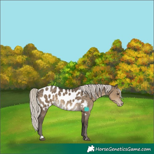 Horse Color:Silver Smoky Grullo Near Leopard