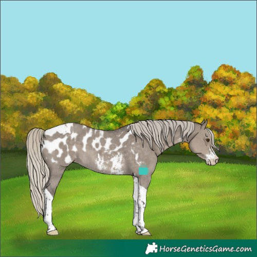 Horse Color:Silver Smoky Grullo Sabino Tobiano Blanket 