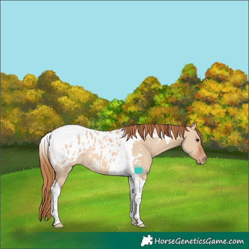 Horse Color:Red Dun Tobiano Blanket 