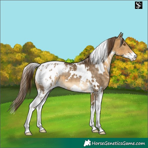 Horse Color:White Spotted Buckskin Dun Sabino Blanket 