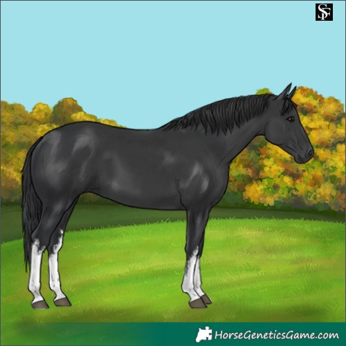 Horse Color:White Spotted Black 