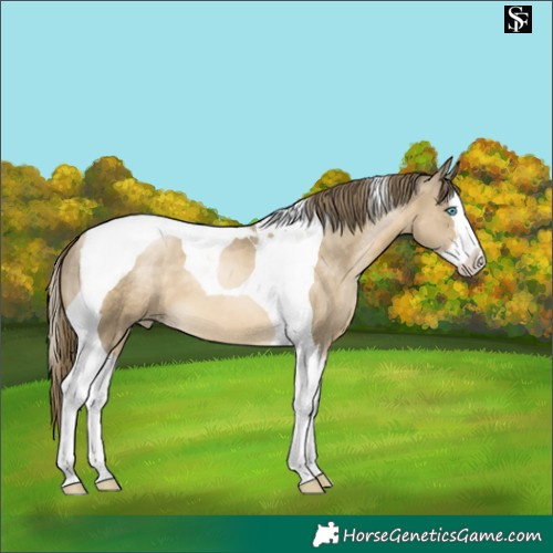 Horse Color:Smoky Black Snowdrop Sabino Splash Tobiano