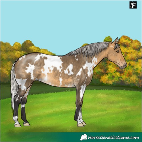 Horse Color:White Spotted Silver Buckskin Dun 