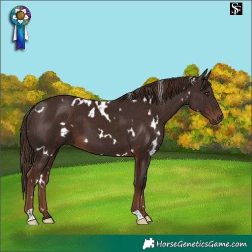 Horse Color:White Spotted Liver Chestnut