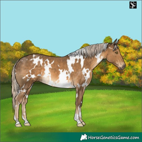 Horse Color:White Spotted Chocolate Palomino