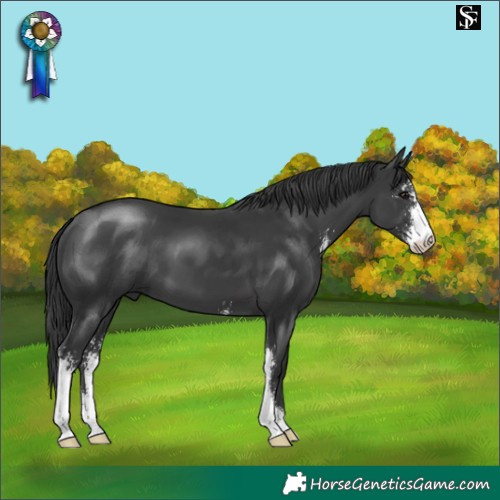 Horse Color:Black Sabino