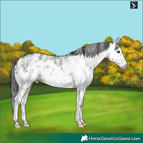 Horse Color:White Spotted Black Sabino