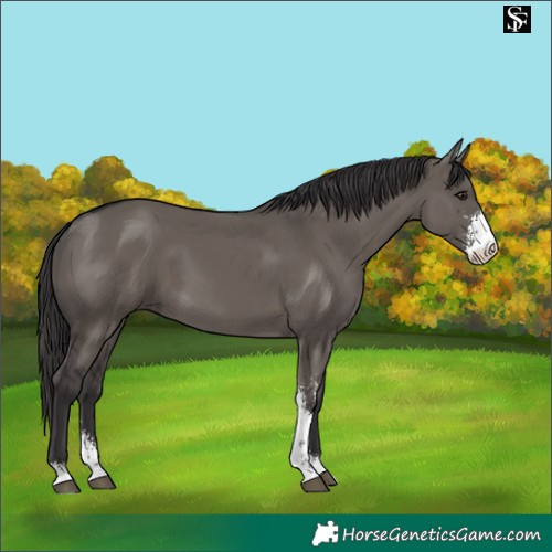 Horse Color:Smoky Grullo Sabino