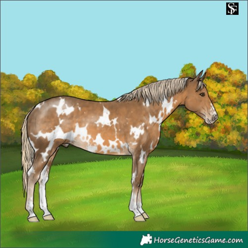 Horse Color:White Spotted Chocolate Palomino Sabino