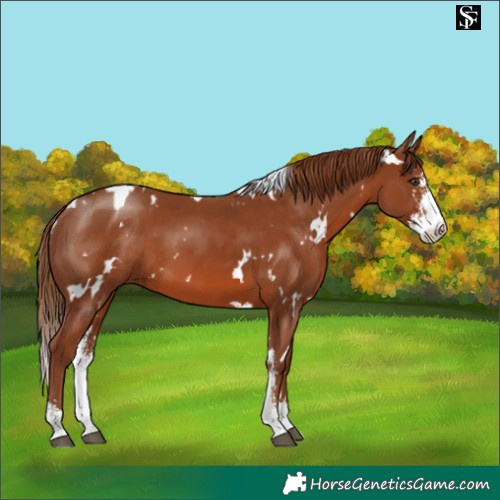 Horse Color:White Spotted Chestnut Sabino 