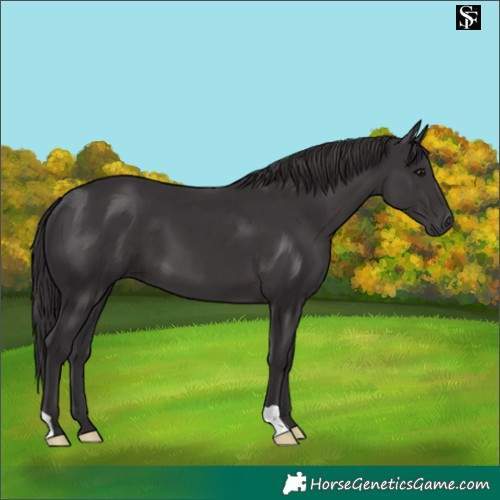 Horse Color:Smoky Black