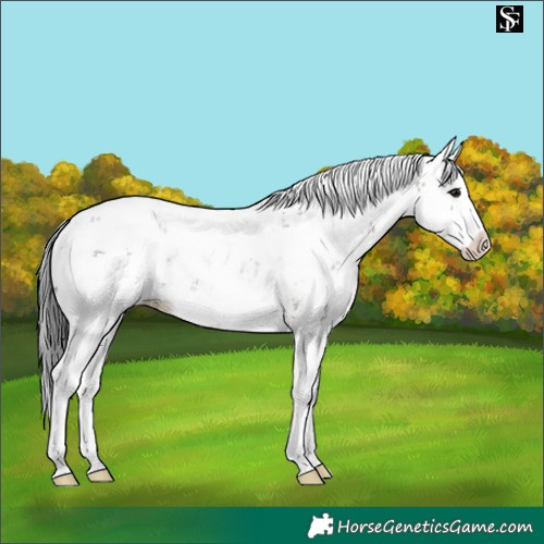 Horse Color:Grullo Sabino Splash Blanket