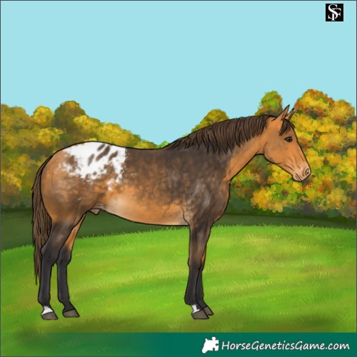 Horse Color:Buckskin Blanket