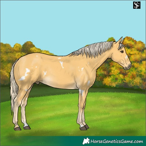 Horse Color:White Spotted Palomino Rabicano 