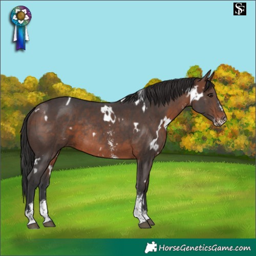 Horse Color:White Spotted Brown Sabino Rabicano