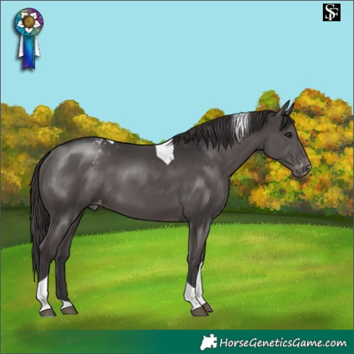 Horse Color:Smoky Black Tobiano Varnish 
